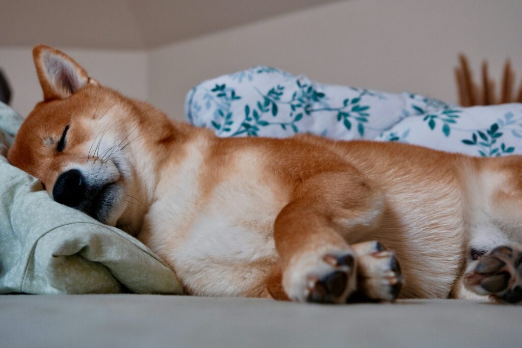 Shiba Inu Might Be ‘Dead And Sleeping’, But Not For Long, Crypto Expert Says